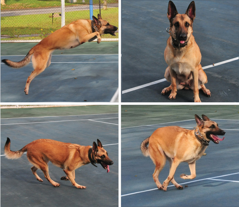 Alcuni degli innumerevoli stati che puo assumere il sistema complesso cane