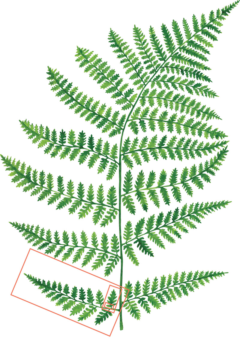 Invarianza di scala è una proprietà tipica dei frattali