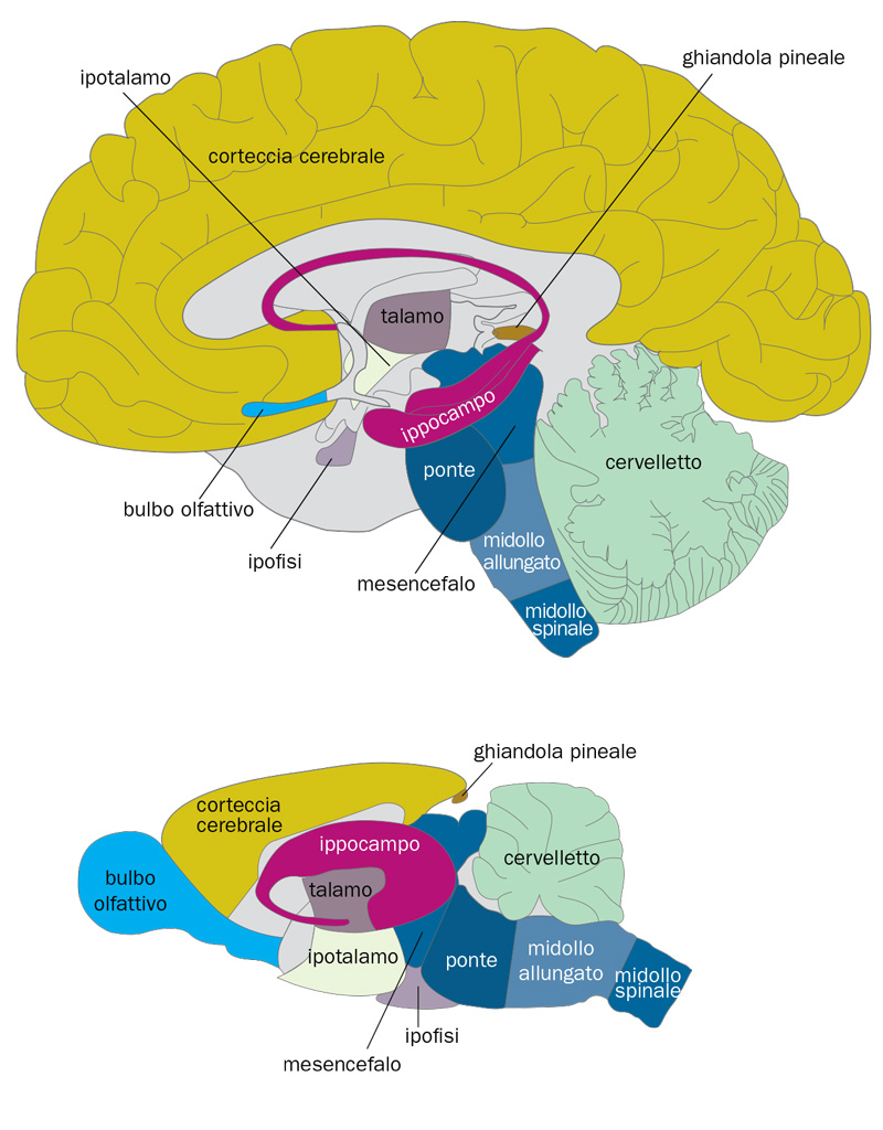 Il sistema nervoso dell’essere umano e del ratto
