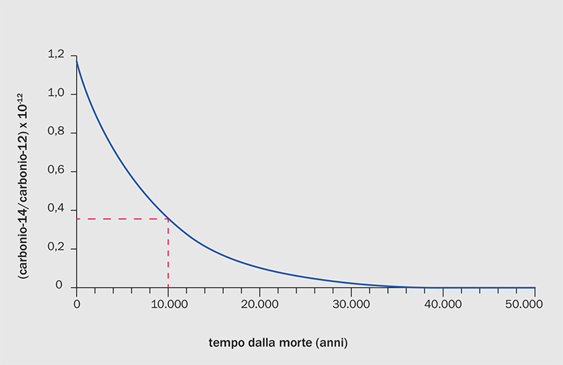Andamento della concentrazione residua di carbonio-14