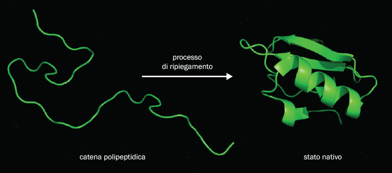Processo-ripiegamento-proteina