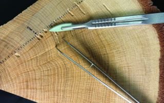 Anelli di accrescimento in una porzione di tronco di quercia raccolto sul monte Amiata: ogni anello corrisponde a un anno in cui viene “registrata” la concentrazione di carbonio-14.