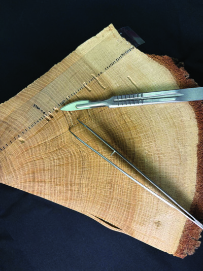 Anelli di accrescimento in una porzione di tronco di quercia raccolto sul monte Amiata: ogni anello corrisponde a un anno in cui viene “registrata” la concentrazione di carbonio-14.
